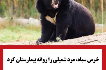 خرس سیاه، مرد شمیلی را روانه بیمارستان کرد