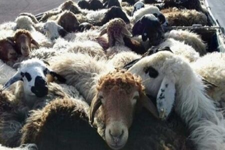 کشف ۲۱ راس دام سنگین قاچاق در حاجی آباد