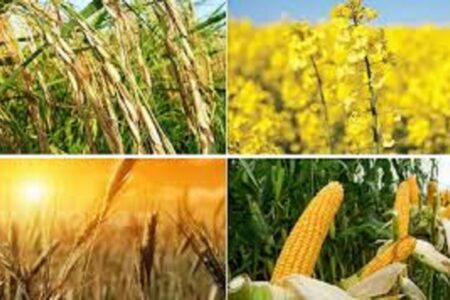 برگزاری دوره ترویجی الگوی کشت در میناب