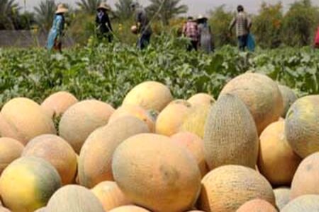 برداشت شمام از زمین‌های کشاورزی کهورستان