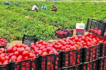 آغاز برداشت گوجه فرنگی خارج از فصل در بندرخمیر