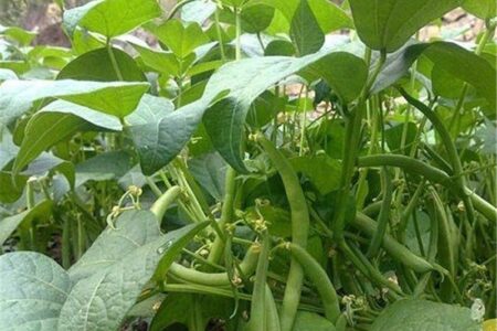 برداشت لوبیا سبز از زمین‌های کشاورزی منطقه توکهوروهشتبندی