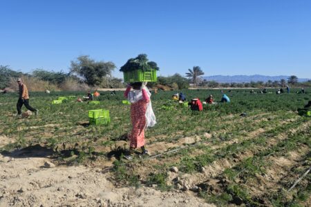 برداشت شوید از زمین‌های کشاورزی بخش شمیل بندرعباس