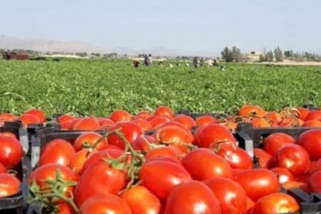 برداشت گوجه فرنگی از مزارع توکهور و هشتبندی