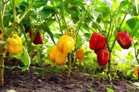 برداشت فلفل رنگی از گلخانه‌های شهرستان میناب