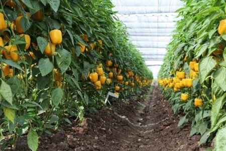 برداشت محصولات گلخانه‌ای در منطقه توکهور و هشتبندی