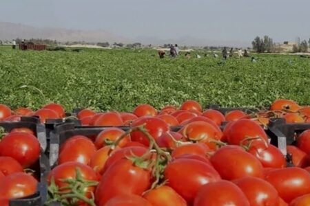 برداشت گوجه فرنگی از زمین‌های کشاورزی بخش فین
