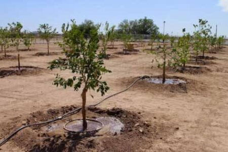 کاشت ۱۰۰ اصله نهال مثمر در بشاگرد