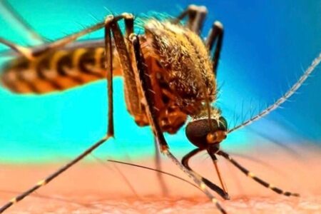 غربالگری ۹ هزار نفر از گروه‌های پرخطر هرمزگان در مسیر حذف مالاریا